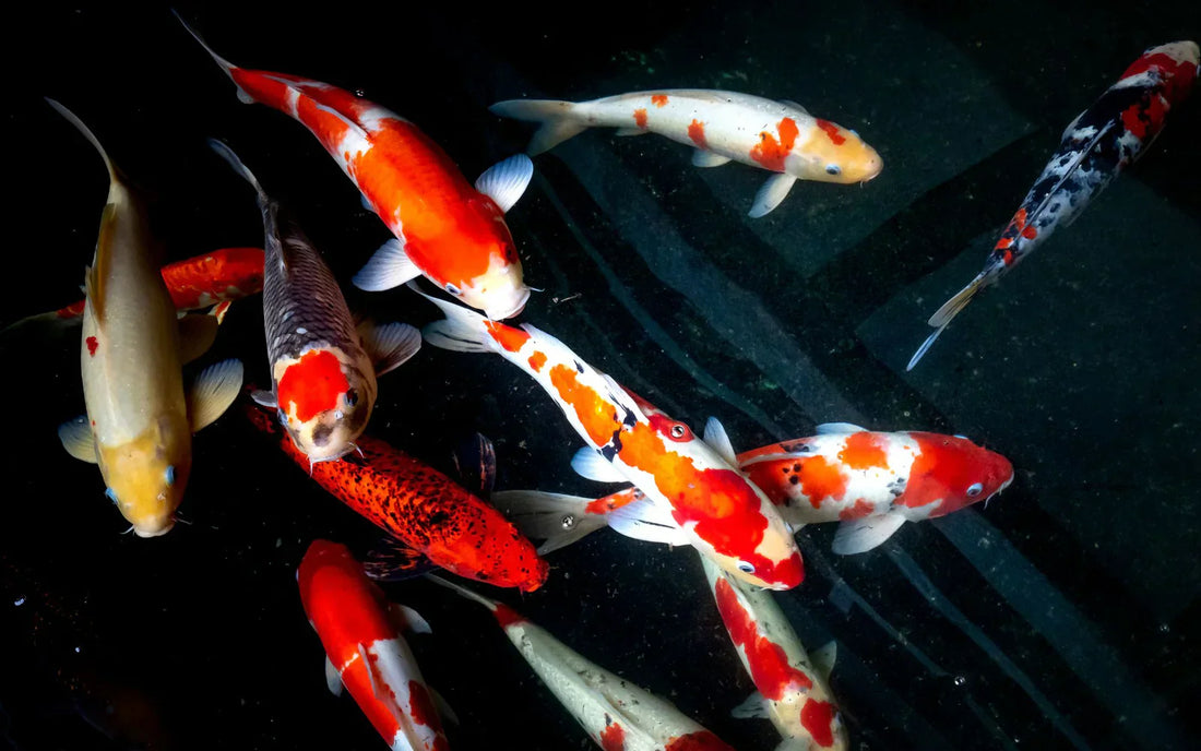 Koi Fish Meaning & Symbolism in Feng Shui