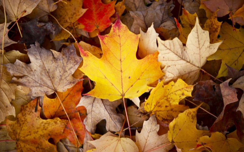 Feng Shui Tips for the Fall Season (2025 Guide)